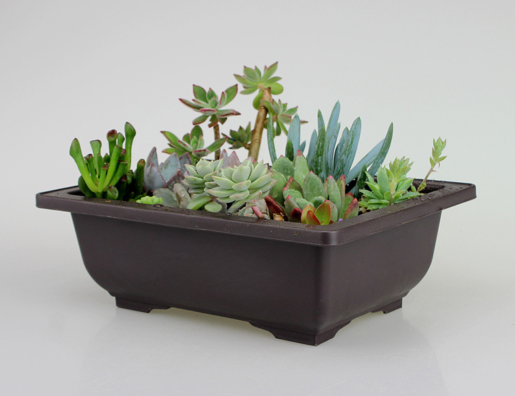 Plant Pot with Saucer - Rectangular Flower Pot for Garden and Balcony-Homelova