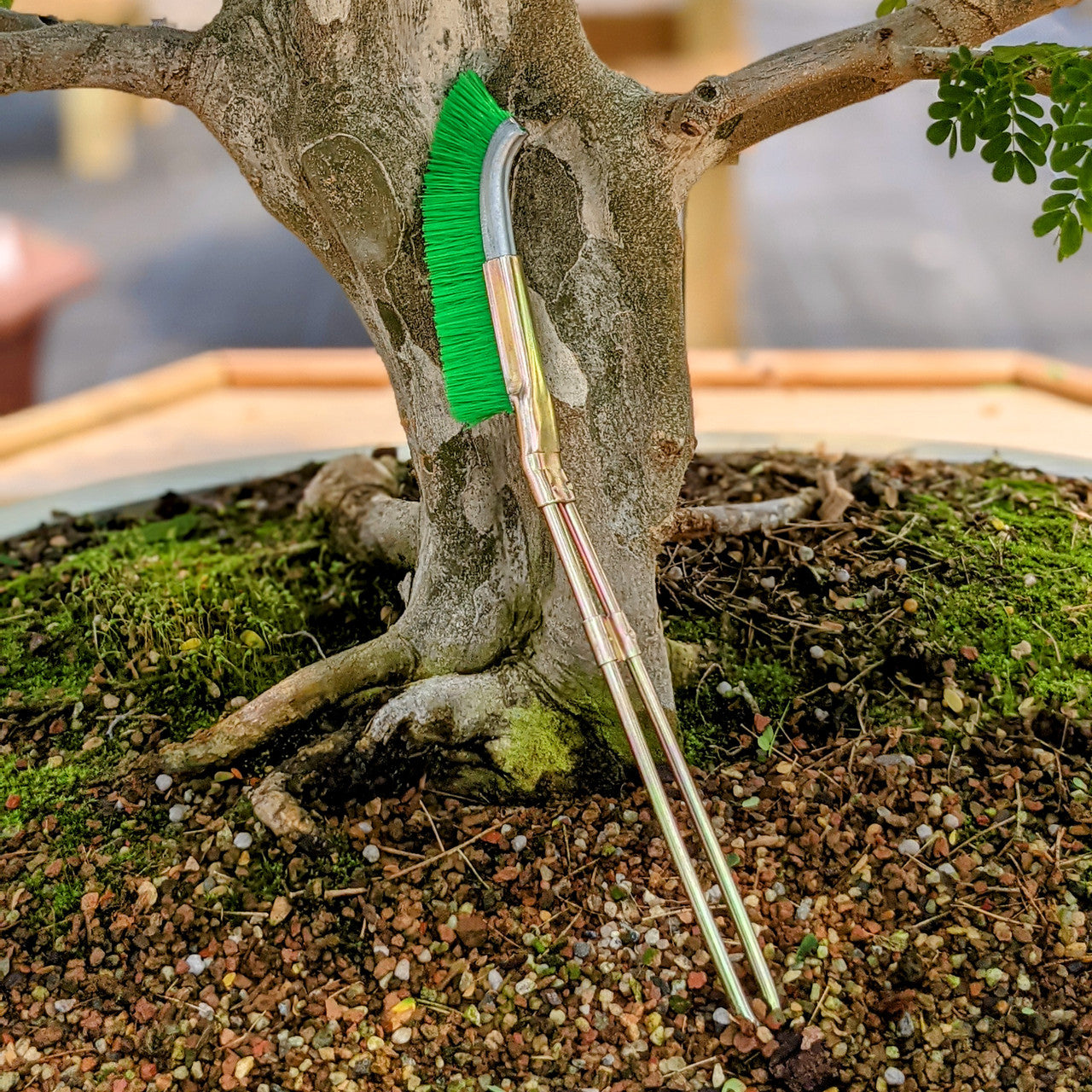 Nylon Brush for Bonsai Trunk Area Cleaning - Garden Care Tool-Homelova