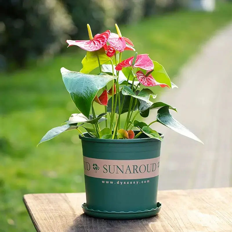 Robust Plastic Plant Pot - Weatherproof Flower Pot for Garden and Balcony-Homelova